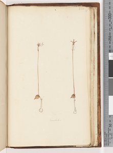 Strana 220. Enochelus? od Unknown