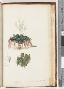 Strana 223. Dendrobium linguiforme Exot. Bot. t. 11 Orchidej jazyka od Unknown artist