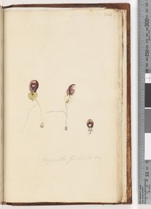 Strana 226. Corysanthes fimbriata Br / Orchidej přilby s třásněmi od Unknown artist