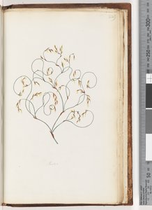 Strana 229. Restio od Unknown artist