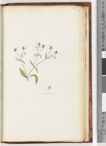 Strana 231. Madia sp od Unknown artist