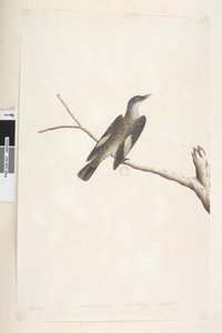 Strana 23. Květen, přirozená velikost, duhovka a jazyk pochybný Hnědý stromorožec Climacteris picumnus, 1791-92 od Unknown artist