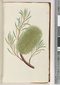Strana 23. Bezejmenná kvetoucí rostlina od Unknown artist