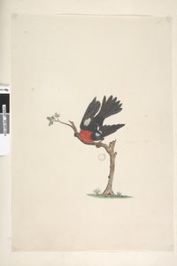Strana 24. Přirozená velikost Scarlet Robin Petroica multicolor, samec, Norfolk Island, 1791-92 od Unknown artist