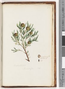 Strana 253. Euphorbiaceae / Ricinocarpus ...? Svatební keř od Unknown artist