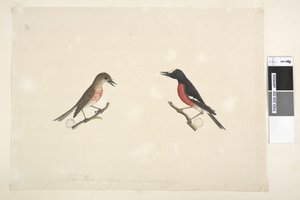 Strana 26. Dva ptáci z ostrova Norfolk od Unknown artist
