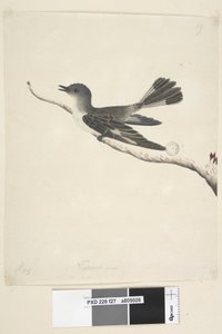 Strana 27. květen. Robin s kapucí v přirozené velikosti, samice Melanodryas cucullata, 1791-92 od Unknown artist