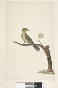 Strana 31...? Slender, Billed White, Eye Zosterops tenuirostris, 1791-92 od Unknown artist