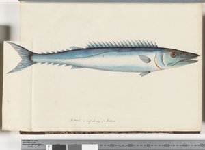 Strana 32. Barracouta od Unknown artist