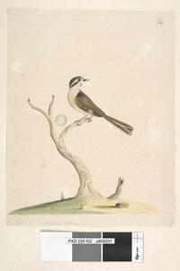 Strana 32. Neidentifikovaný Červenec, přirozená velikost. Poznámky týkající se pokusů identifikovat tohoto ptáka viz Hindwood, K. A. The Sydney bird paintings in the Australian Zoologist, v. XIII, část 2, srpen 1965, str. 86 od Unknown artist
