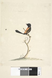 Strana 33. Přirozená velikost Červený, střízlík hřbetý Malurus melanocephalu, samec, 1791-92 od Unknown artist