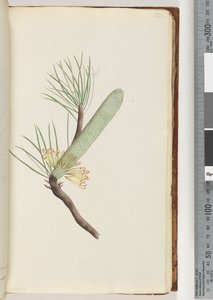 Strana 33. Rostlina, Banksia spinulosa od Unknown artist
