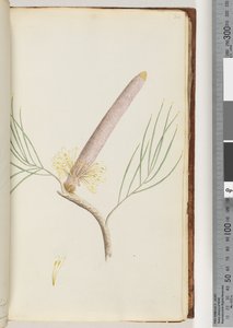 Strana 34. Banksia od Unknown artist
