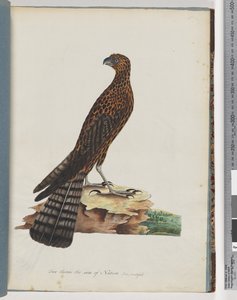 Strana 36. Jestřáb červený. Vyzařovaný Falcon od Unknown artist