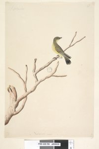 Strana 36. září. Přirozená velikost Trnbill žlutý Acanthiza nana, 1791-92 od Unknown artist