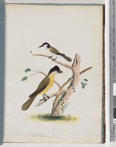 Strana 37. 1. Neznámý pták. Hbitý medojed. Popínavka černohlavá od Unknown artist