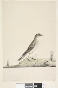 Strana 38. Alundu? nad názvem jinou rukou Přirozená velikost,  červenec Pipit Anthus australis, 1791-92 od Unknown artist