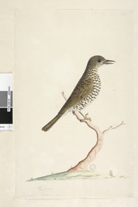 Strana 3. Turdus. pod názvem v jiné ruce srpen přirozené velikosti. Drozd zemní Zoothera lunulata, 1791-92 od Unknown artist