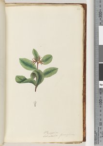 Strana 40. Personia / Schraderia ferruginea od Unknown artist