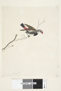 Strana 43. Fringilla. pod názvem v jiné ruce února. Přírodní velikost Diamond Firetail Stagonopleura guttata, 1791-92 od Unknown artist