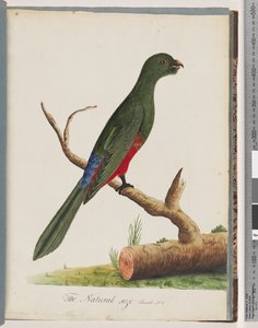 Strana 43. Papoušek královský od Unknown artist
