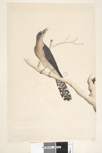 Strana 44. Cuculus. nad názvem, v jiné ruce Přirozená velikost. v levém horním rohu ve třetí ruce B a v levém dolním rohu Jde s A tzn. f.45 Vějíř, kukačka ocasá Cacomantis pyrrhophanus, samec, 1791-92 od Unknown artist