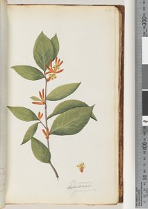 Page 44 Personia / Schraderia ferruginea od Unknown artist