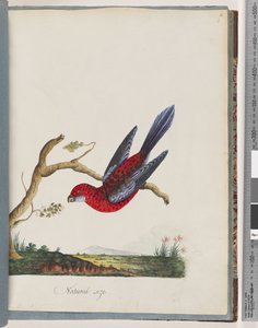 Strana 45. Karmínová Rosella. Papoušek Pennantian od Unknown artist