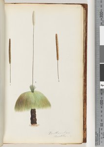 Strana 46. Xanthorrhoea Hastile Grass tree od Unknown artist