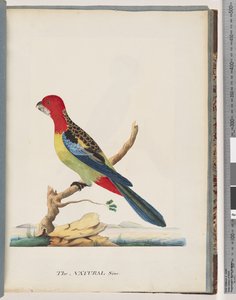 Strana 47. Rosella východní. Ne stejný papoušek od Unknown artist