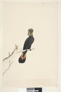 Strana 48. Kakadu černý. vlevo dole v jiné ruce Zmenšeno v měřítku na 1/3 přirozené velikosti. Lesklý černý kakadu Calyptorhynchus lathami, samice, 1791-92 od Unknown artist