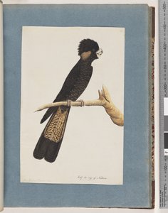 Strana 48. Kakadu černý žlutoocasý. Papoušek bankovní od Unknown artist