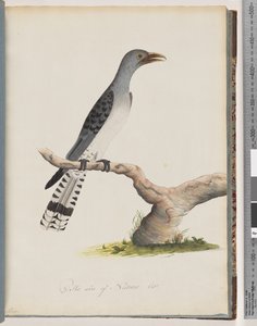 Strana 49. Neidentifikovaný pták. Scythrops od Unknown artist