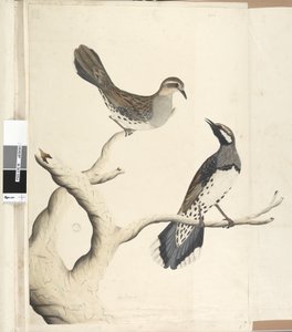 Strana 4. Turdus. jinou rukou Nakresleno přirozená velikost, jediná dva takového druhu, jaký byl dosud v kolonii pozorován, červen 1792 drozd skvrnitý Cinclosoma punctatum, 1791-92 od Unknown artist