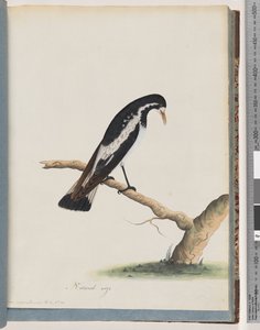 Strana 50. Straka-skřivan. Corvus cyanoleucos od Unknown artist