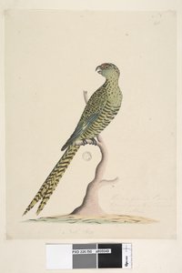 Strana 50. Toto je pozemní papoušek a nikdy nechodí na strom nebo velmi zřídka. dole uprostřed v jiné ruce Natl. velikost. Papoušek zemní Pezoporus wallicus, 1791-92 od Unknown artist