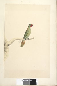 Strana 51. Přirozená velikost Lorikeet Lorikeet Glossopsitta pusilla, 1791-92 od Unknown artist