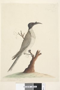 Strana 55. Wer, gan nebo mnich. vlevo dole v jiné ruce Meliphaga Phrygia. dole uprostřed ve třetí ruce Přirozená velikost Noisy Friarbird Philemon corniculatus, 1791-92 od Unknown artist