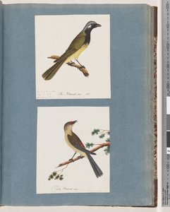 Strana 56. Neidentifikovaný pták. Turdus leucotis. 57. Finch červenoobočí. Turdus nový od Unknown artist