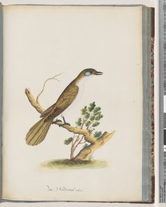 Strana 61. Medojed modrolící. Turdus cyanoris. Drozd modrolící od Unknown artist