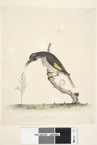 Strana 61 Přírodní velikost Žlutý okřídlený medojed New Holland, 1791-92 od Unknown artist