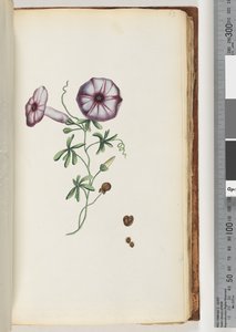 Strana 63. Convolvulus od Unknown artist