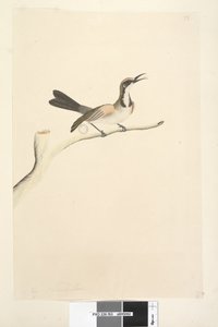 Strana 63. Květen. Přirozená velikost Tawny Crowned Honeyeater Phylidonyris melanops, 1791-92 od Unknown artist