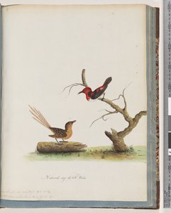 Strana 66. 1. Medojed šarlatový. Certhia/Medojed/orientale. 2. Neidentifikovaný pták. Muscicapa malachura od Unknown artist