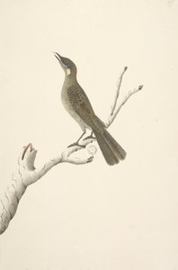 Strana 68. Přirozená velikost, August Lewin Honeyeater Meliphaga Lewinii, 1791-92 od Unknown artist