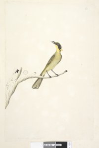 Strana 69. Přirozená velikost. Iris pochybný žlutý, medojed trsnatý Lichenostomus melanops, 1791-92 od Unknown artist