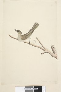 Strana 70. Přirozená velikost. srpnový medojed fuškový Lichenostomus fuscus, 1791-92 od Unknown artist