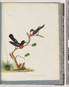 Strana 73. Scarlet Robins od Unknown artist