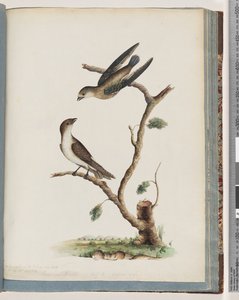 Strana 74. Neznámí ptáci od Unknown artist