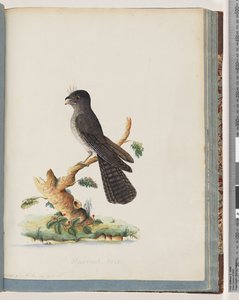 Strana 75. Neznámý pták. N. Holland kozlík od Unknown artist
